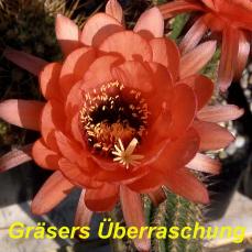 Tr. Graesers Ueberraschung.4.1.jpg 